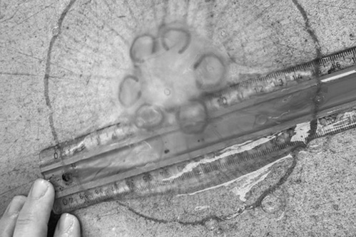 Aurelia-Jellyfish